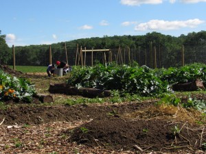 Farm Team Farm