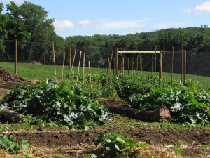 Farm Team Farm